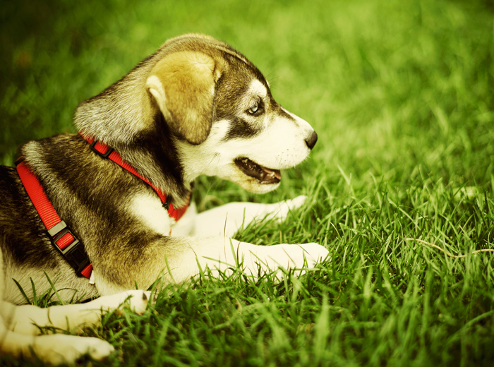 在线手机号轰炸机