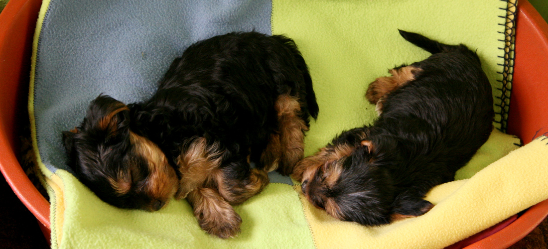 企业运营优化的手机号验证码轰炸平台